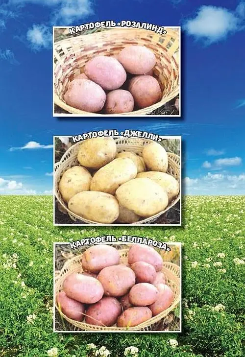 Требования к условиям выращивания Почва Картофель любит рыхлые почвы - фото 2