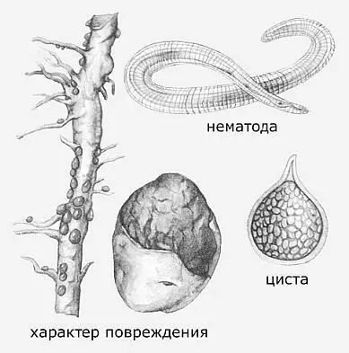 Цисты могут сохраняться в почве долгие годы отдельные цисты в опытах немецких - фото 9