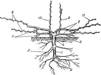 Части стебля виноградного растения 1 подземный штамб 2 основные корни 3 - фото 4