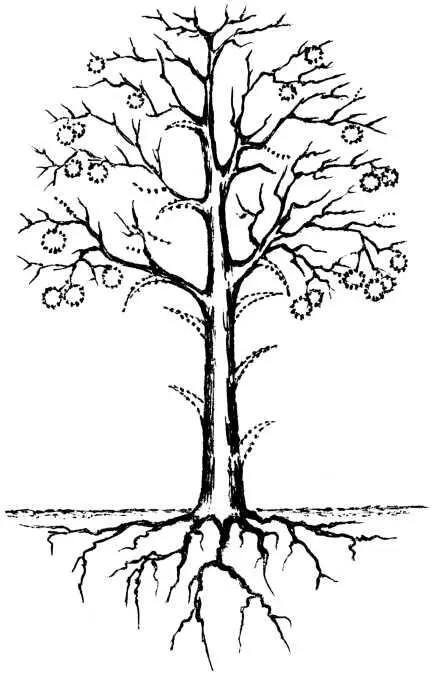 Многолетние и отмирающие части дерева обозначены пунктиром Самым долговечным - фото 47
