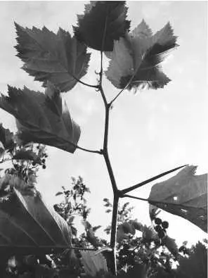 Побег боярышника с очередным листорасположением Побег яблони с очередным - фото 48