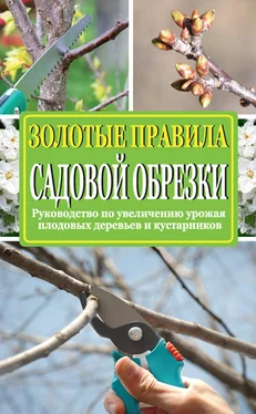 Ирина Окунева Золотые правила садовой обрезки. Руководство по увеличению урожая плодовых деревьев и кустарников обложка книги