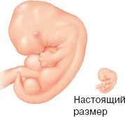 НЕДЕЛЯ 8 НЕДЕЛЯ 9 НЕДЕЛЯ 10 - фото 147