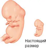 НЕДЕЛЯ 9 НЕДЕЛЯ 10 НЕДЕЛЯ 12 - фото 148