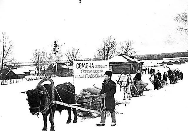 Красный обоз сельхозартели имени 1 Мая Март 1943 года Ивановская область В - фото 265