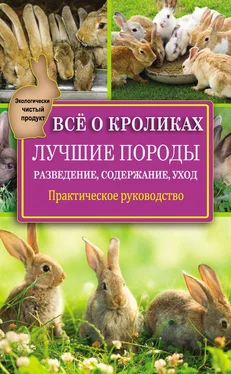 Виктор Горбунов Всё о кроликах: разведение, содержание, уход. Практическое руководство обложка книги