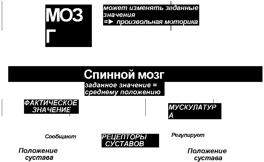 Рис 24 Автоматическое регулирование положения сустава 22 Мускулатура - фото 9