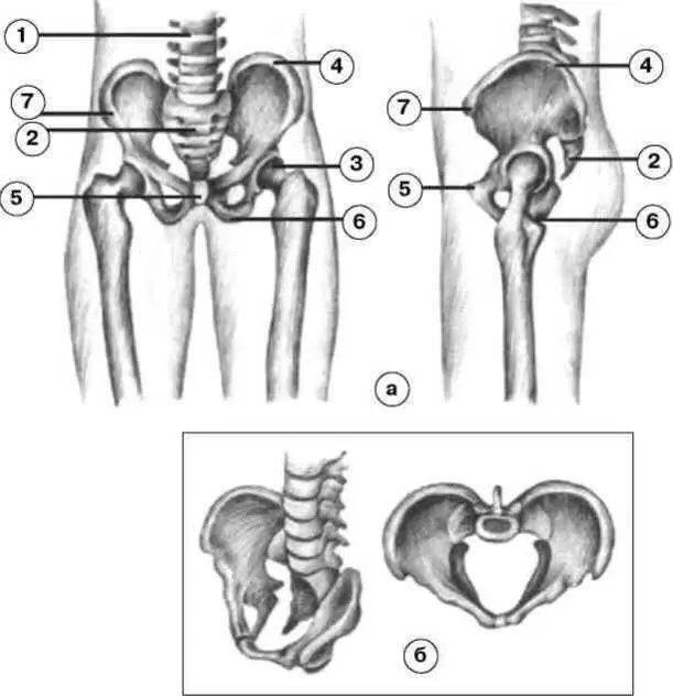 Рис 31 Таз тазобедренные суставы и поясничный отдел позвоночника а вид - фото 14