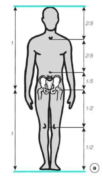 Рис 32 Пропорции тела а пропорции б фазы роста ребенок подросток - фото 15