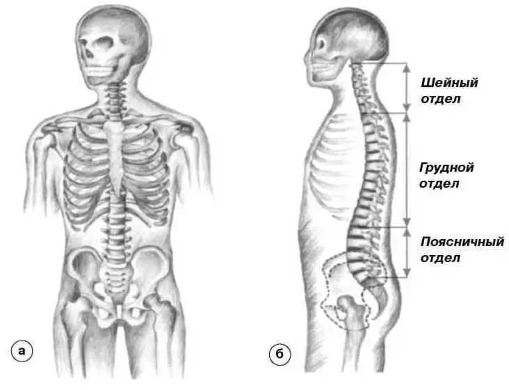 Рис 41 Позвоночник а вид спереди б вид сбоку Рис 42 Позвоночник - фото 28