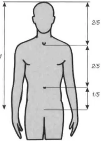 Рис 43 Пропорции верхней части корпуса Мускулатура покрывает торс слоями - фото 29