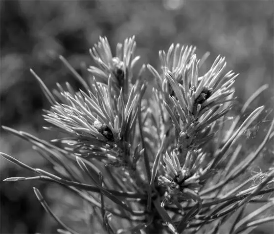 В неурожайные для еловых лесов годы лесных обитателей выручает сосна Немало - фото 127