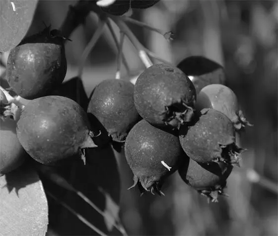 Когдато это растение в средней полосе встречалось лишь в культуре теперь же - фото 134