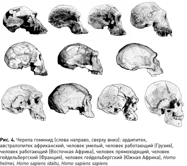 По мнению многих исследователей анатомический критерий здесь в принципе - фото 8