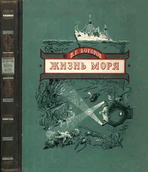 Венианим Богоров - Жизнь моря