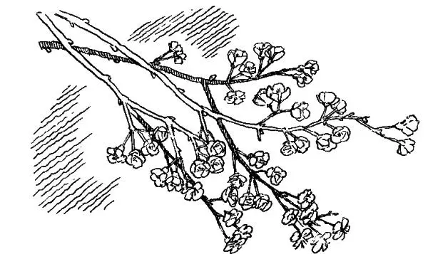 Действующие лица Раневская Любовь Андреевна помещица Аня ее дочь 17 лет - фото 25