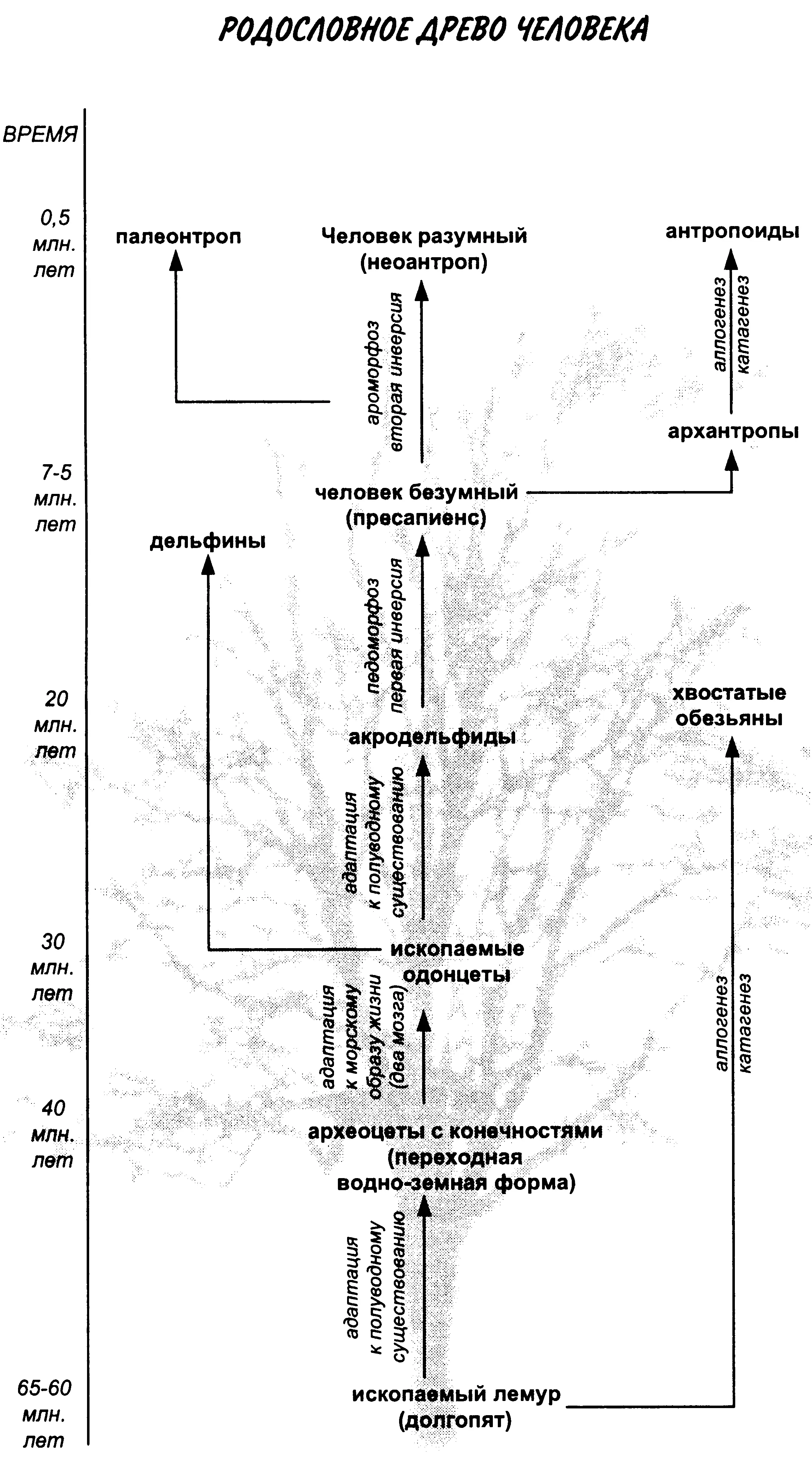 ЛИТЕРАТУРА 1 НП Бехтерева Здоровый и больной мозг человека Л 1988 2 - фото 23