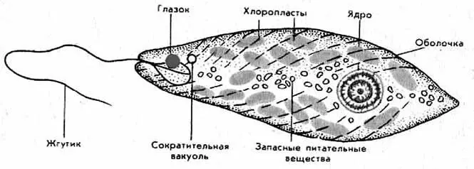 Рис 2 Строение зеленой эвглены Отряд Фитомонады Phytomonadina В этом - фото 2
