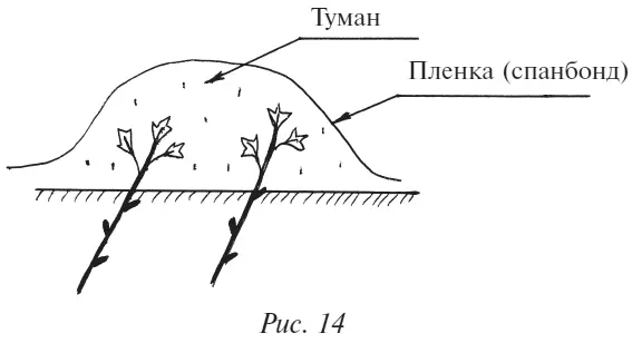 Смородина и крыжовник находящиеся в близком морфологическом родстве имеют и - фото 18