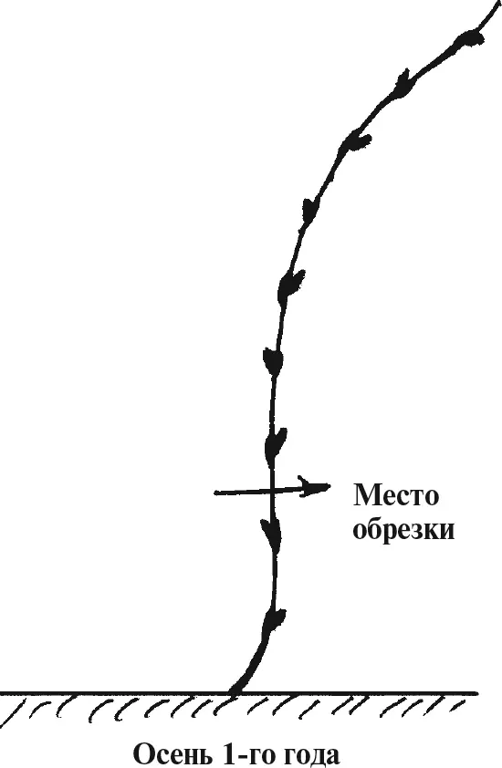 Рис 6 Рис 7 - фото 8