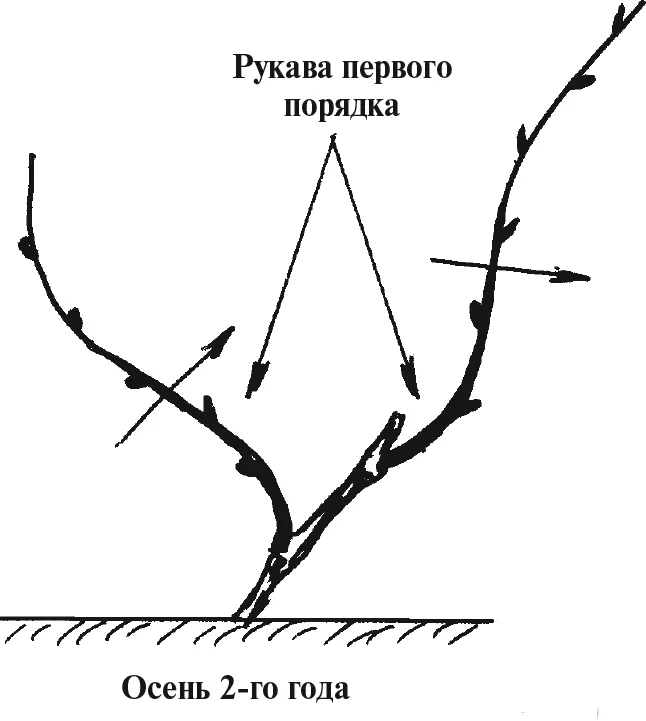 Рис 7 Рис 8 На третий год формируем рукава - фото 10
