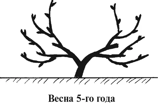 Выращивание винограда в Подмосковье и средней полосе России - фото 16