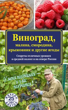 Виктор Жвакин Виноград, малина, смородина, крыжовник и другие ягоды обложка книги