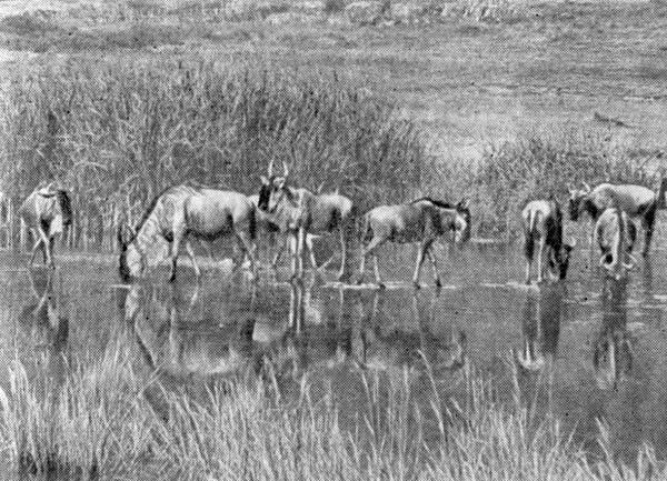 Антилопы гну на водопое В то время как все пьют одна стоит на страже лев - фото 2