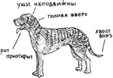 Настороженная Собака чтото почуяла или услышала Это может быть звук мотора - фото 24