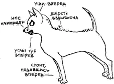 Заискивающая Означает Давай будем друзьями Например ваша Принцесса любит - фото 26