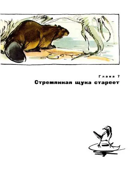 Темнобурый как ни старался не мог спокойно заснуть под вымытым корневищем - фото 41