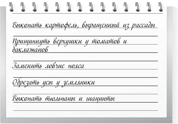 1 В начале месяца копайте картофель выращенный из рассады Повторно окучьте - фото 55
