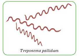 Возбудитель сифилиса бледная трепонема Treponema pallidum Источником - фото 191