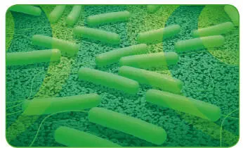 Vibrio cholerae Заболевание вызывается двумя разновидностями холерного - фото 208