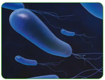 Helicobacter pylori Эффективность терапии контролируют при повторных - фото 217