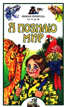 Е. Васильева Я познаю мир. Живая природа от А до Я обложка книги