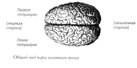 Что касается замысловатой анатомии тончайших микросхем коры нашего мозга - фото 1