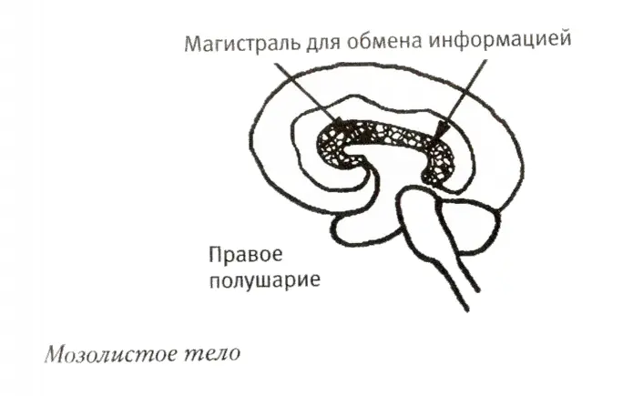 Например клетки постцентральной извилины дают способность осознанно ощущать - фото 2