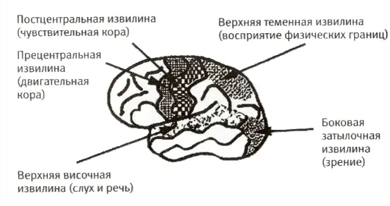 Определенной схеме соответствует также расположение кровеносных сосудов - фото 3