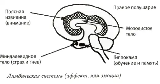 Функция лимбической системы состоит в том чтобы придавать информации - фото 5