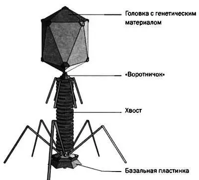 Схема строения вируса ЖИВЫЕ ВЫЧИСЛЕНИЯ В этой главе рассказывается - фото 68
