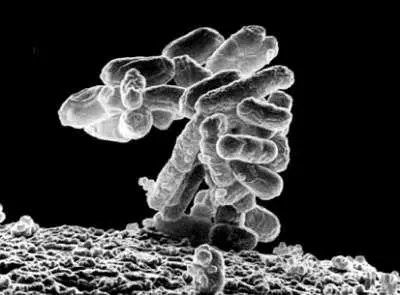 Колония бактерий Escherichia coli увеличенная в 10 000 раз Каждая палочка - фото 74