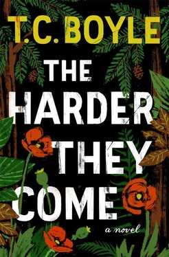 T. Boyle The Harder They Come обложка книги