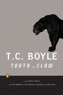 T. Boyle Tooth and Claw обложка книги