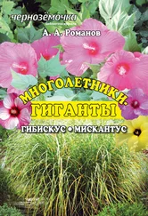 А. Романов - Многолентики-гиганты - Гибискус. Мискантус