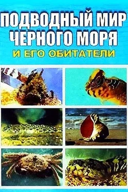 Евгения Искив Подводный мир Черного моря обложка книги