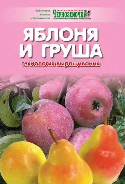 А. Панкратова Яблоня и груша. Технология выращивания обложка книги