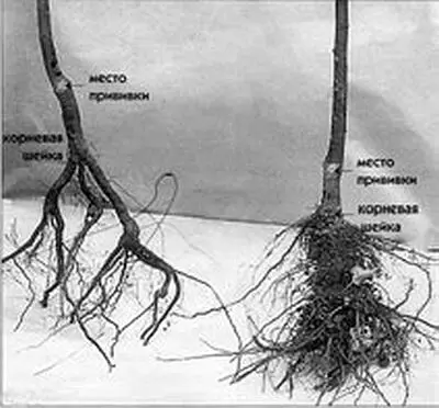 Запомните корневая шейка это место отхождения первого корня от ствола иначе - фото 2