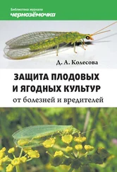 Д. Колесова - Защита плодовых и ягодных культур от болезней и вредителей