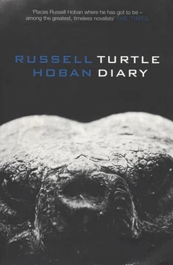 Russell Hoban Turtle Diary обложка книги